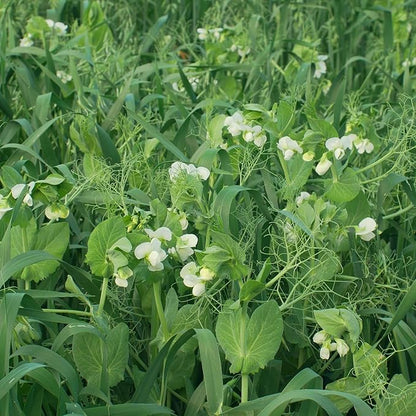 Organic Oat and Peas Cover Crop Mix Seed 1 Lb ~6,960 Seeds – Non-GMO, Nitrogen-Fixing Annual for Soil Health – No-Till, Forage-Friendly, Winter-Kill – 50–70 Days to Maturity