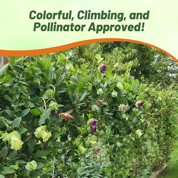 Outsidepride Mix Cobea Cup and Saucer Vine Seeds - 100 Pcs Perennial Climbing Vine Flower Seeds with Lush Foliage & Large Flowers That Attract Pollinators, for Fences, Trellises, or Walls