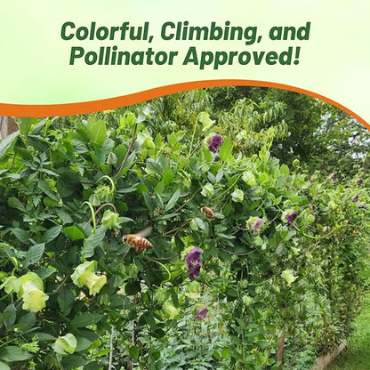 Outsidepride Mix Cobea Cup and Saucer Vine Seeds - 200 Pcs Perennial Climbing Vine Flower Seeds with Lush Foliage & Large Flowers That Attract Pollinators, for Fences, Trellises, or Walls