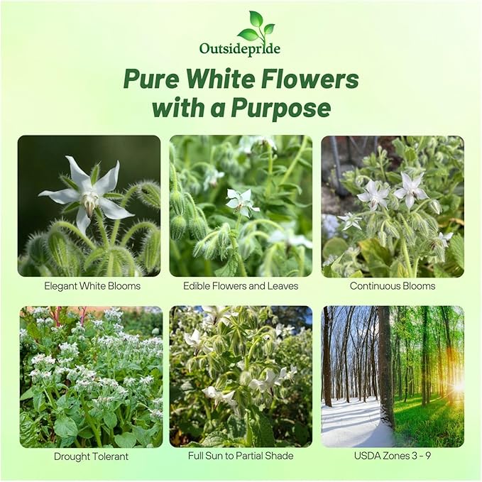 Outsidepride White Borage Seeds for Planting – 2000 Pcs. Annual, Drought-Tolerant Herb Seeds with Star-Shaped Blooms, Attracts Bees for Pollinator Gardens, Summer Teas, Decoration & Culinary Use