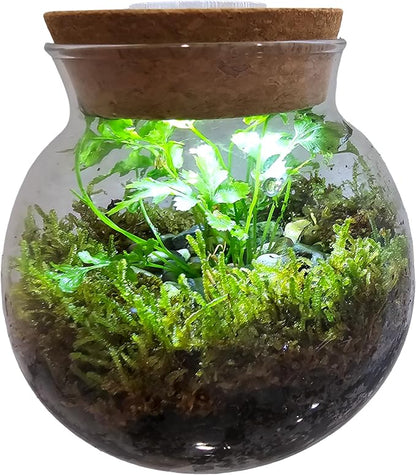 Silver Circle Products Unique Gardener: Glass Terrarium - 4'' with Cork & 3 LEDs - Light Up Cork, Gardening Planter, Glass, for Succulents, Flowers, Herbs & More