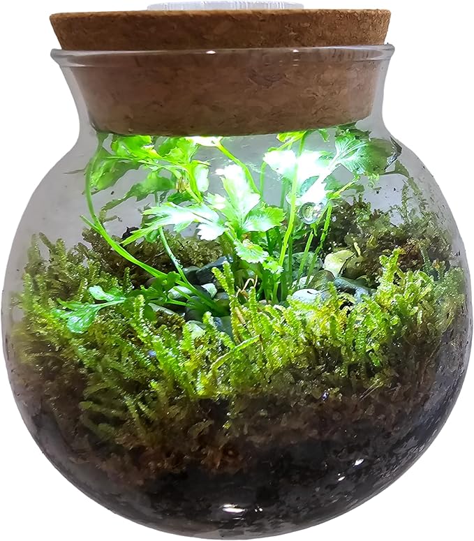 Silver Circle Products Unique Gardener: Glass Terrarium 2 Pack - 4'' with Cork & 3 LEDs - Light-Up Cork, Gardening Planter, Glass, for Succulents, Flowers & More