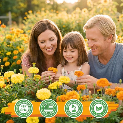 Petite French Marigold Seeds for Planting, 400+ Flower Seeds Non-GMO Heirloom Seed Packet,Home and Garden Easy to Grow, Indoor & Outdoor Gardening, Companion Plant & Quick Blooming
