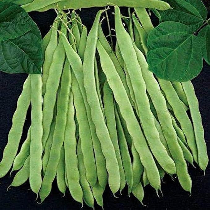 Park Seed 3 Sisters Collection – Grow Corn, Beans & Squash Together for Mutual Support, Includes Ambrosia Corn, Algarve Climbing Beans & Organic Crookneck Squash – Pack of 320 Seeds