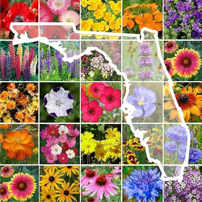 Eden Brothers Florida Wildflower Mixed Seeds for Planting, 1 lb, 480,000+ Seeds with Cornflower, Cosmos, African Daisy | Attracts Pollinators, Plant in Spring or Fall, Zones 3, 4, 5, 6, 7, 8, 9, 10