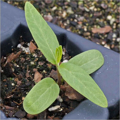 Seed Needs Pink Swamp Milkweed Seeds for Planting - Heirloom & Untreated - Grow a Butterfly Garden to Attract Monarch Butterflies & Pollinators (5 Packs)