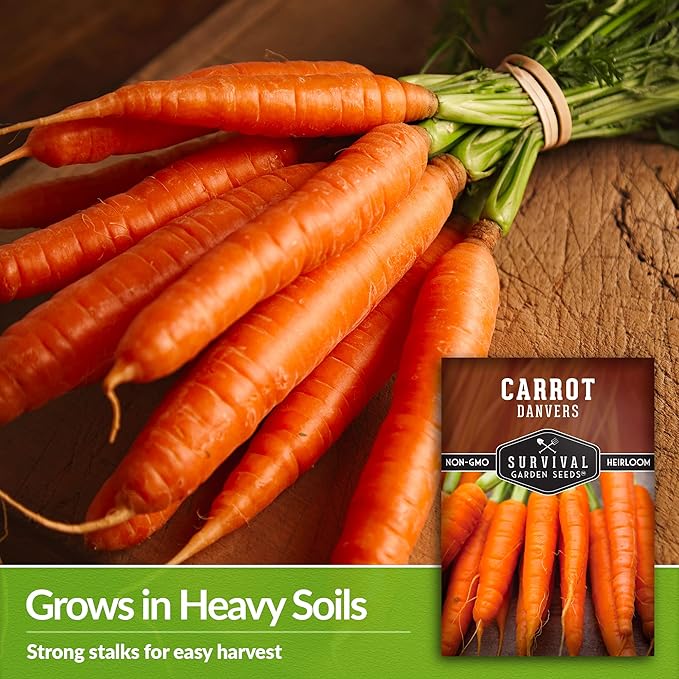 Danvers Carrot Seeds – Danvers 126 Half-Long Carrots for Planting, High-Yield Heirloom Variety – Non-GMO, Open Pollinated Garden Carrot Seeds – Survival Garden Seeds (1 Pack)