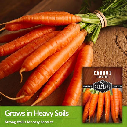 Danvers Carrot Seeds – Danvers 126 Half-Long Carrots for Planting, High-Yield Heirloom Variety – Non-GMO, Open Pollinated Garden Carrot Seeds – Survival Garden Seeds (5 Packs)