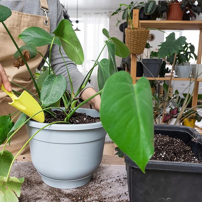 Monstera Potting Soil 2qt - Premium Tropical Blend with Rapid Drainage for Growing and Repotting Monstera Deliciosa (Split-Leaf Philodendron) and Swiss Cheese Plants