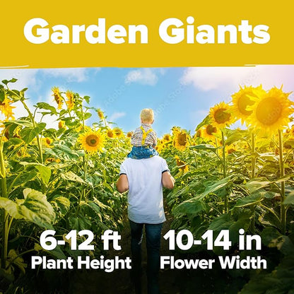HOME GROWN Sunflower Seeds to Plant | 520+ Giant Mammoth Sunflower Seeds for Planting Bulk Packet | Heirloom, High Germination, Easy to Grow Jumbo Sun Flower for Home Garden(Helianthus annuus)