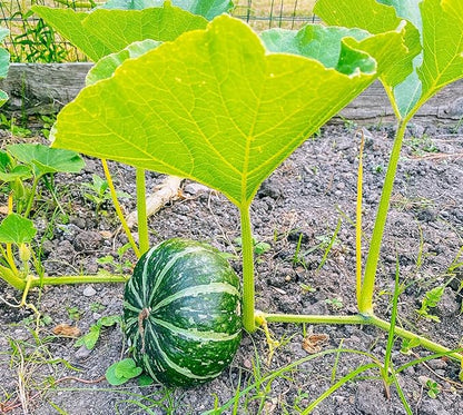 TomorrowSeeds - Kabocha Squash Seeds - 20+ Count - for 2026 Planting Japanese Pumpkin Green Hokkaido Ebisu Asian Tetsukabuto Buttercup Gourd Garden Vegetable Grow Your Own Home Farm Patio Healthy