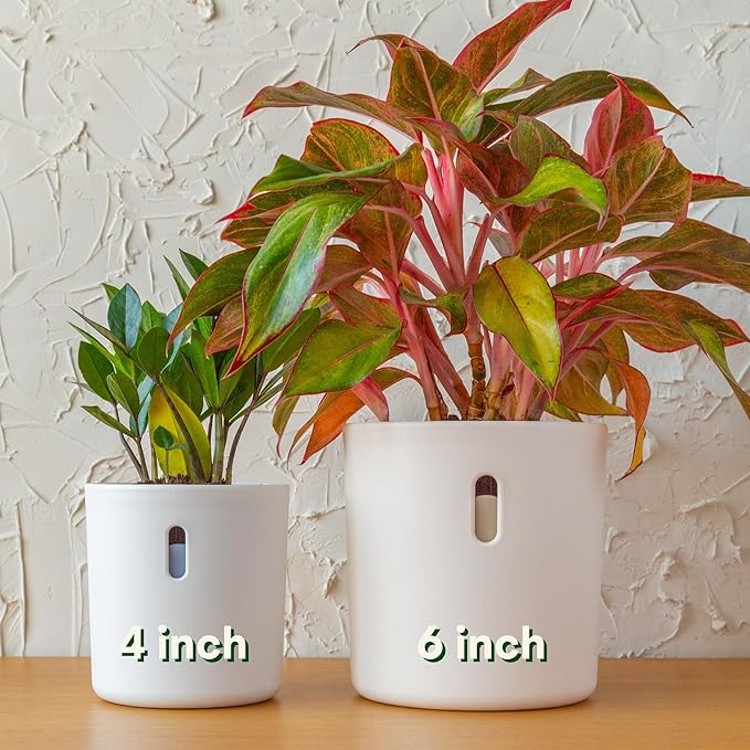 Self Watering Pot for Leca and Pon, Semi Hydroponic Planter for Indoor Plants, Clear Inner Pot & Water Level Indicator (White (4-Pack), 6 inch)
