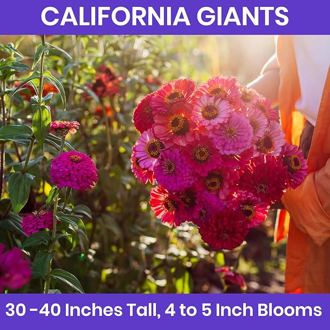 NatureZ Edge Zinnia Seeds for 2026 Planting Outdoors, Over 16,500 Flower Seeds, 1/4 lb, Non GMO Made in USA, Bulk Semillas De Flores para Sembrar, California Giants, Easy to Grow Zinnia Seed Mix