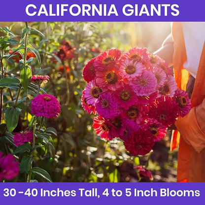 NatureZ Edge Zinnia Seeds for 2026 Planting Outdoors, Over 16,500 Flower Seeds, 1/4 lb, Non GMO Made in USA, Bulk Semillas De Flores para Sembrar, California Giants, Easy to Grow Zinnia Seed Mix