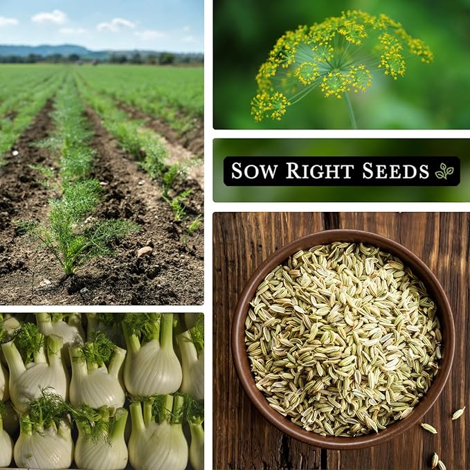 Sow Right Seeds - Florence Fennel Seed for Planting - Non-GMO Heirloom Packet with Instructions to Plant and Grow in Your Herbal Garden - Great for Seasoning and Cooking - Attract Pollinators (4)