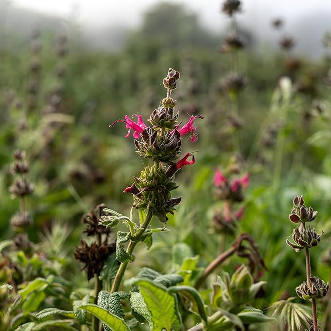 Plant Good Seed Organic Hummingbird Sage Seeds for Planting: California Native, Pink Fuchsia Flowers - 10 Seed Packet