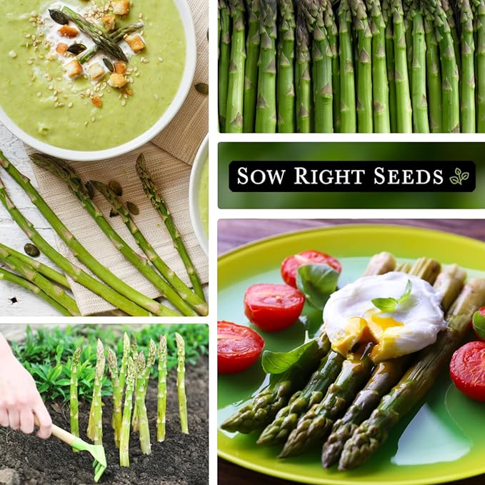 Sow Right Seeds - Bulk Mary Washington Asparagus Seeds for Planting - 1 Ounce, 1600 Seeds - Non-GMO HeirloomJumbo Pack with Instructions to Plant a Home Vegetable Garden - Grow Asparagus for Years