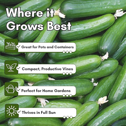 Beit Alpha Persian Cucumber Seeds for Planting - Heirloom, Non-GMO Cucumbers with Mild Flavor & Thin Skin – Fresh Eating Garden Seeds | Woods Creek Seeds