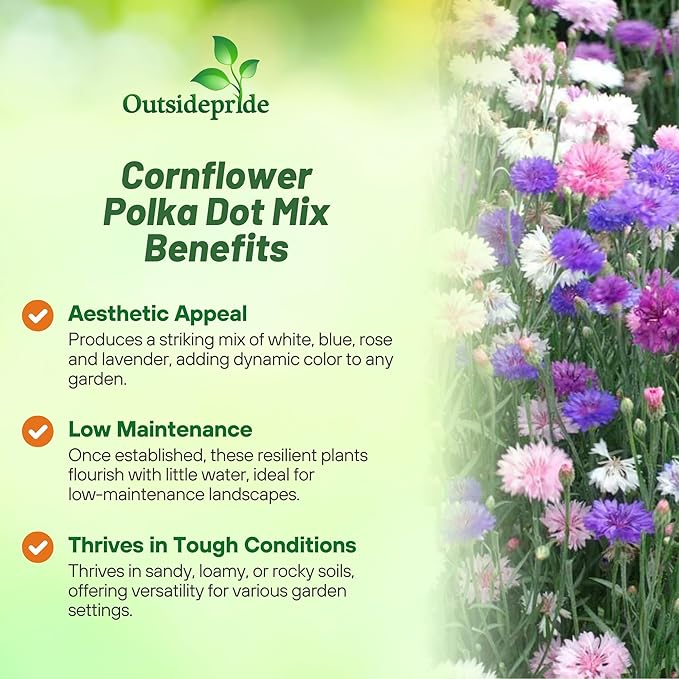 Outsidepride Polka Dot Mix Cornflower Seeds for Planting - 1000 Pcs. Annual Bachelor's Button Flower Seeds for Cut Flower Gardens, Drought-Tolerant, Attracts Pollinators, Ideal for Borders & Bouquets