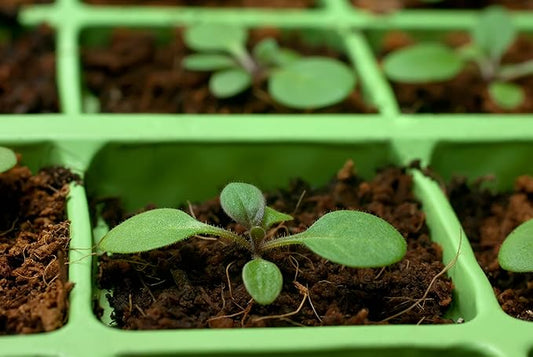 Coco Coir Brick, OMRI Listed for Organic Use (3)