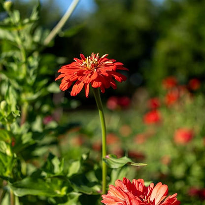 Plant Good Seed Organic Red Zinnia Seeds - Pack of 100, Heirloom Seeds for Planting Flowers - Gardening Supplies, Wildflower, Herb Garden, Flower Seeds to Plant Outside - from USA