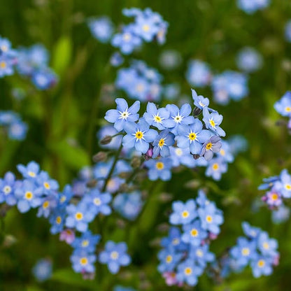 Outsidepride Blue Forget Me Not Seeds - 10000 Pcs Low Growing, Self-Sowing Perennial Flower Seeds for Planting Dense Blue Blooms & Upright Growth Habit for Meadows, Pollinator & Cottage Gardens