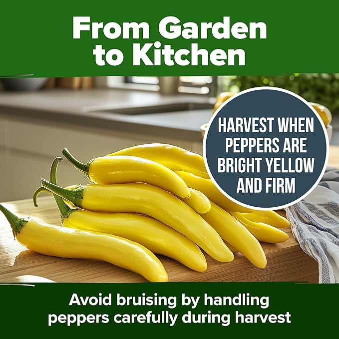HOME GROWN Banana Pepper Seeds 2 Pack (Capsicum annuum) – 188 Heirloom Seeds, High Germination Vegetable Seeds – Growing Sweet Banana Peppers Indoors or Garden