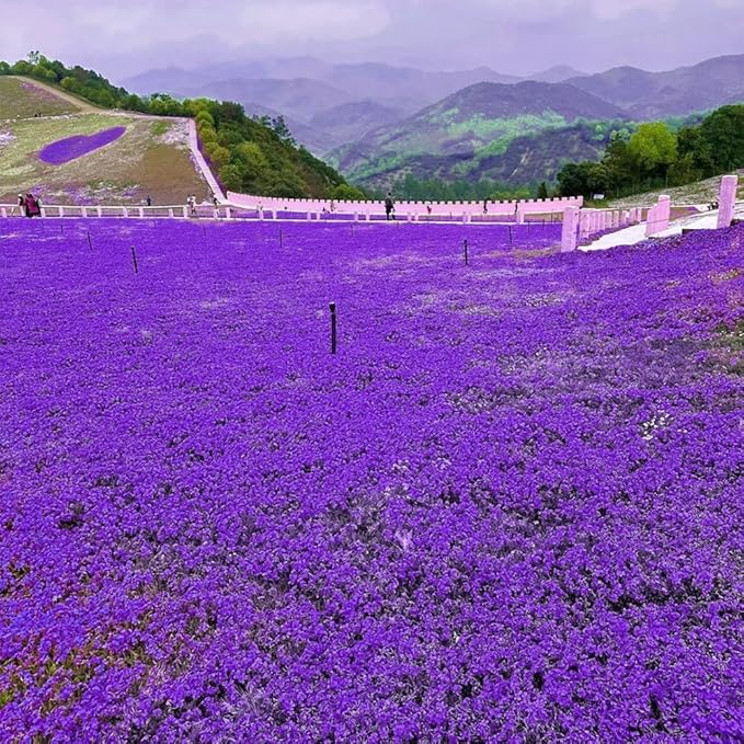16,000 Creeping Thyme Seeds - Non-GMO Heirloom, Easy to Grow Drought Tolerant Low Maintenance, Perennial Aromatic Ground Cover for Garden & Landscaping Outdoor Planting