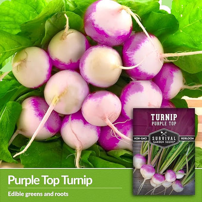 Turnip Seeds for Planting | Purple Top Heirloom Non-GMO Variety | Root Vegetable for Fall & Spring Home Gardens - Survival Garden Seeds (2 Packs)