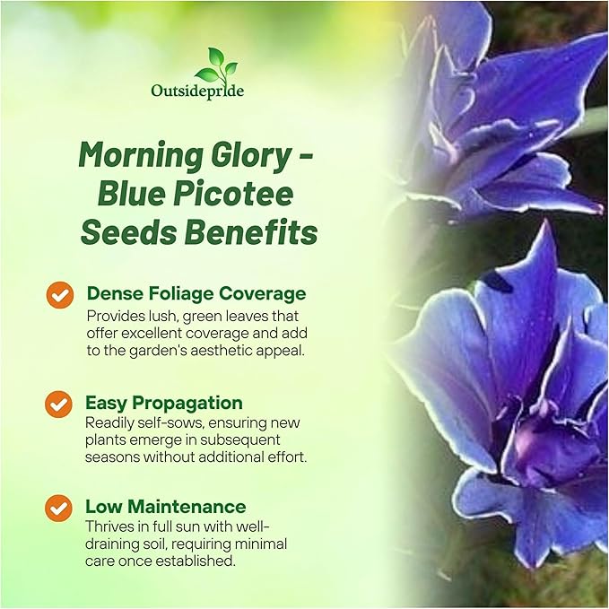 Outsidepride Blue Picotee Morning Glory Seeds - 50 Pcs. Annual, Climbing & Vining Flower Seeds for Planting Large Star-Shaped Blue Blooms, Ideal for Gardens, Trellises & Vertical Landscapes