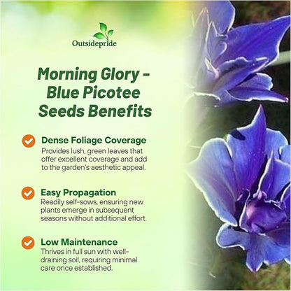Outsidepride Blue Picotee Morning Glory Seeds - 50 Pcs. Annual, Climbing & Vining Flower Seeds for Planting Large Star-Shaped Blue Blooms, Ideal for Gardens, Trellises & Vertical Landscapes