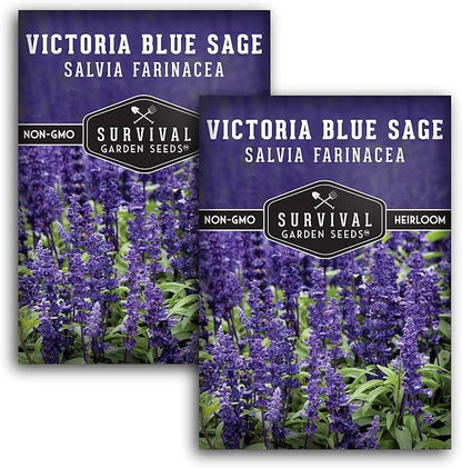 Survival Garden Seeds - Victoria Blue Sage Seed for Planting - 2 Packets with Instructions to Plant and Grow Mealycup Sage or Salvia Farinacea in Your Home Vegetable Garden - Non-GMO Heirloom Variety