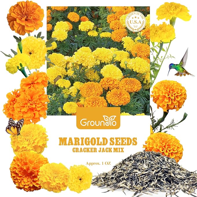 Marigold Seeds, 1 OZ Over 9500+ Seed, Cracker Jack in Mix Color for Planting Indoor & Outdoor, Attract Pollinators, Non-GMO | Heirloom | USDA Zone 2-11