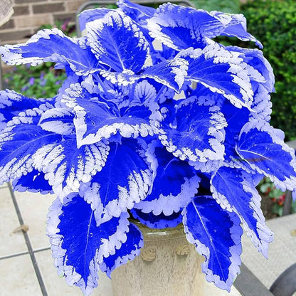 Coleus Seeds, 100 Pack, Indoor Outdoor Colorful Foliage Plant, Shade-Loving Garden Decor