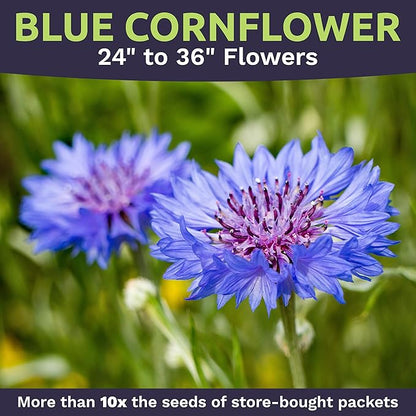 Blue Cornflower Seeds – Bachelor Buttons – Extra Large Packet – Over 5,000 Open Pollinated Non-GMO Wildflower Seeds – Centaurea cyanus