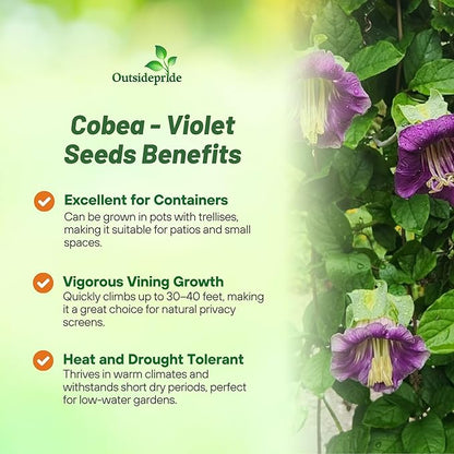 Outsidepride Violet Cobea Cup and Saucer Vine Seeds - 200 Pcs Perennial Climbing Vine Flower Seeds with Lush Foliage & Large Flowers That Attract Pollinators, for Fences, Trellises, or Walls