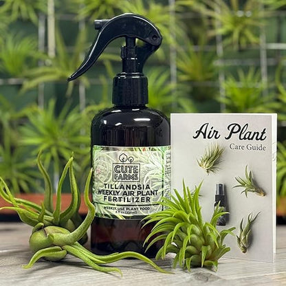 Cute Farms Tillandsia Air Plant Fertilizer | Gentle Weekly Use Formula Plant Food | Formulated Nutrients for Air Plants (Three - 8 oz. Spray Bottle)