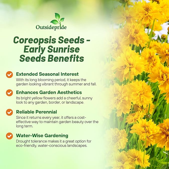 Outsidepride Yellow Early Sunrise Coreopsis Seeds - 500 Seeds Tall, Native, Deer Proof, & Drought Tolerant Perennial Flower Seeds w/Compact Growth Habit & High Adaptability for Soils (AAS Winner)