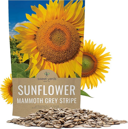 Mammoth Grey Stripe Sunflower Seeds for Planting – Bulk Quarter Pound Bag – Over 1,000 Open Pollinated Non-GMO Seeds – Helianthus annus