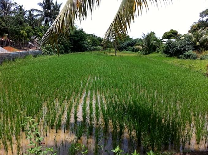 Black Rice 500 Seeds Forbidden Nutty Flavor Easy to Grow Organic Plants viable!