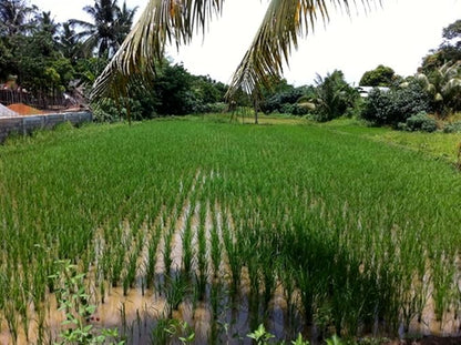 Black Rice 500 Seeds Forbidden Nutty Flavor Easy to Grow Organic Plants viable!