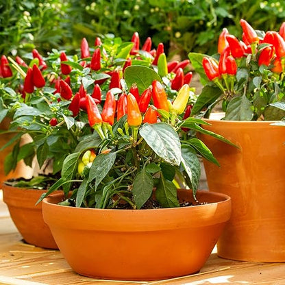 Big A Pepper Fertilizer – 12 oz Premium Organic Fertilizer for Peppers – Organic Plant Food for Garden – Gardening Nutrients for Crispy and Delicious Veggies of All Types