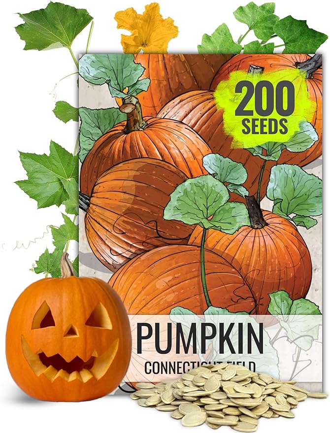 Seed Needs Connecticut Field Pumpkin Seeds for Planting | 1 Ounce Cucurbita Pepo Heirloom Vegetable Seeds Non GMO | American Field Favorite Carving Pumpkin | Bulk
