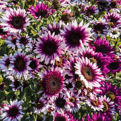 100 Seeds for a Unique Garden - Rare Strawberry Pink Sunflowers (Heirloom Hybrid, Non-GMO) for Butterfly Attraction