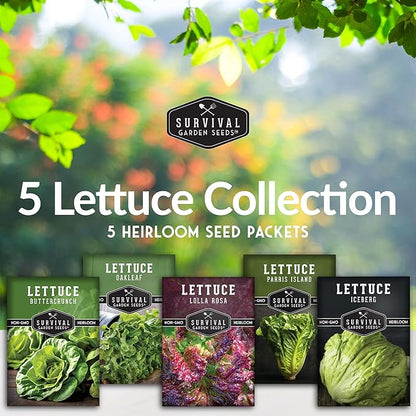 Lettuce Seeds 5-Variety Collection – Heirloom Romaine (Parris Island), Buttercrunch, Iceberg, Oakleaf, Lolla Rosa Lettuces for Planting – Non-GMO, Open-Pollinated – Survival Garden Seeds