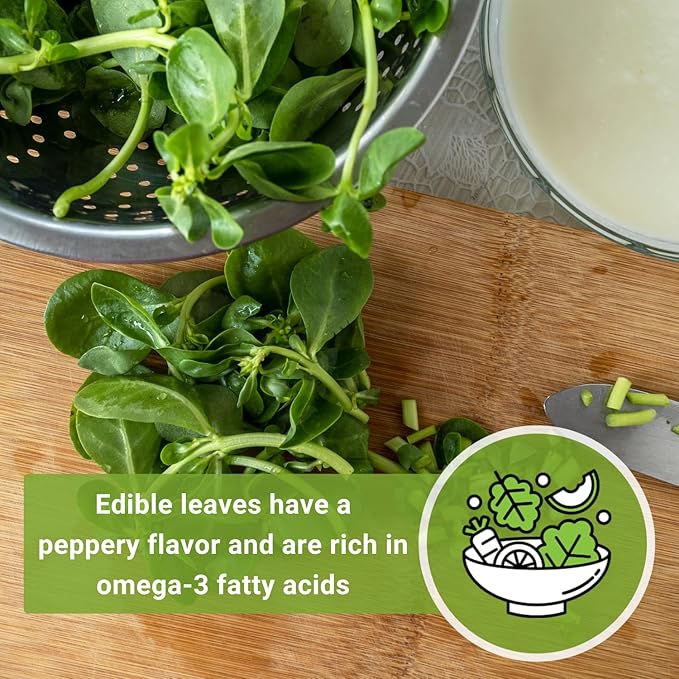 Sow Right Seeds - Purslane Seeds for Planting - Non-GMO Heirloom Packet with Instructions to Grow an Outdoor or Indoor Vegetable Garden - Rare Edible & Culinary Variety - Medicinal Benefits & Uses (2)