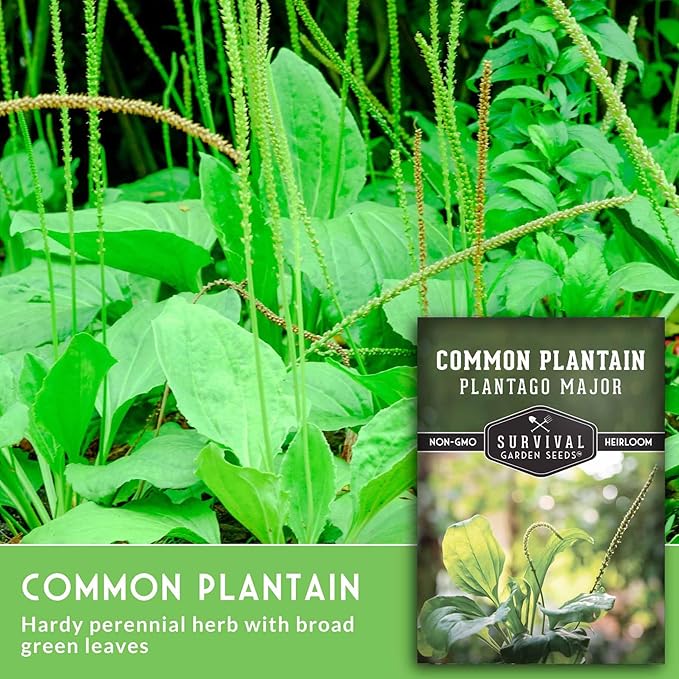 Plantain Seeds for Planting - Common Plantain (Plantago Major) Edible Broadleaf Medicinal Herb for Herbal Garden - Heirloom Non-GMO Open Pollinated - Survival Garden Seeds (5 Pack)