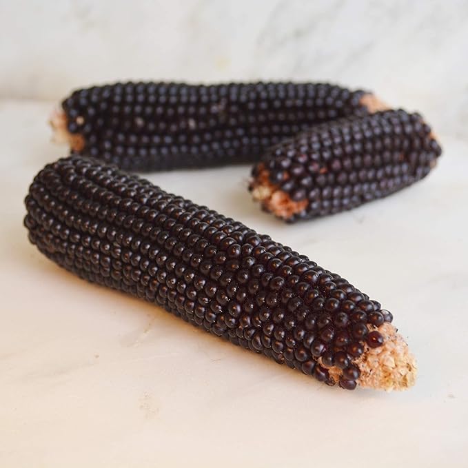 Dakota Black Popcorn - 50 Seeds - Heirloom & Open-Pollinated Variety, USA-Grown, Non-GMO Popcorn Seeds for Planting Outdoors in The Home Garden, Thresh Seed Company