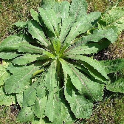 Wild Lettuce (Lactuca virosa) - Grow Now or Store for Future Planting - Capsule of 50 Seeds