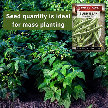 Sow Right Seeds - Bulk Contender Bush Green Bean Seeds for Planting - 2 Ounce, 110 Seeds - Non-GMO Heirloom Jumbo Packet with Instructions to Plant Outdoor Home Vegetable Garden - Grow Large Harvest